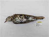 藏品(虎鶇)的圖片